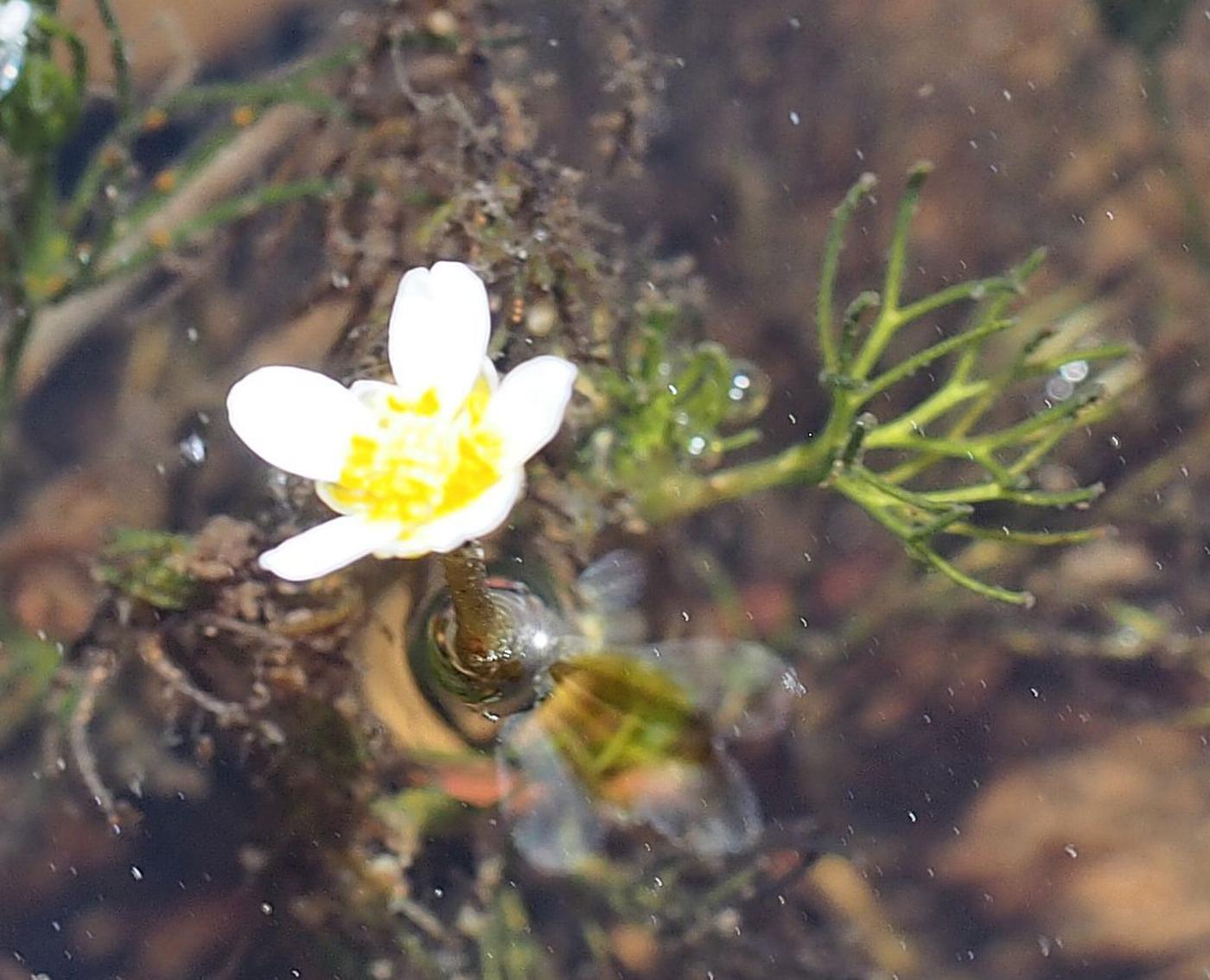 Water Crowfoot, Rigid-leaved flower